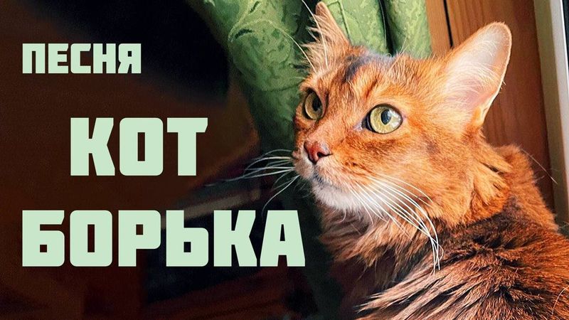 КОТ БОРЬКА. За душу берущая песня. Автор-исполнитель - Светлана Копылова