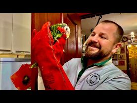 НОВЫЙ НЕЖДАНЧИК! Попугай Яша оказался САМОЧКОЙ!!!