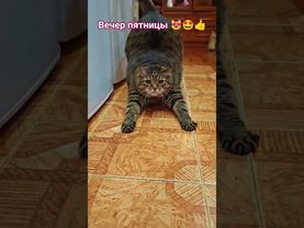 Ура! Пятница 🤗😻🤩🤣 #cat #кот #юмор #котушка #кино #приколы #цитаты