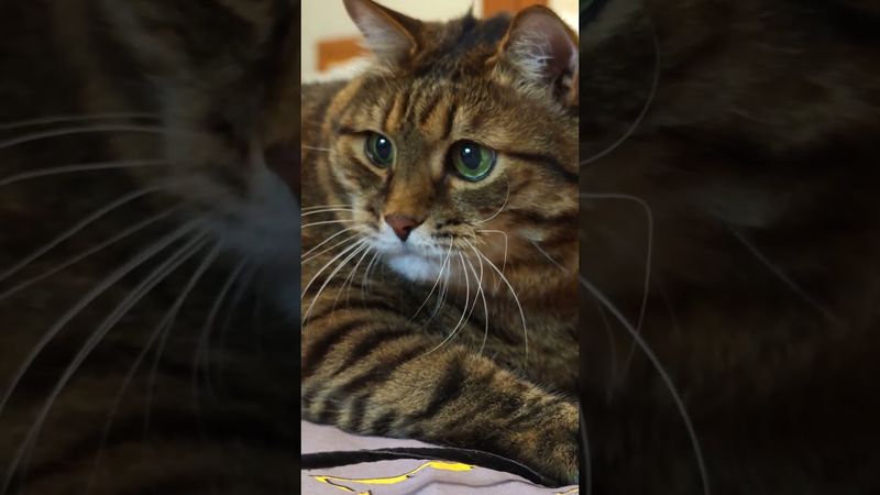 Как в цирке 🎪🤡🤯🤣 #cat #кот #юмор #котушка #приколы #funny #цитаты #смех