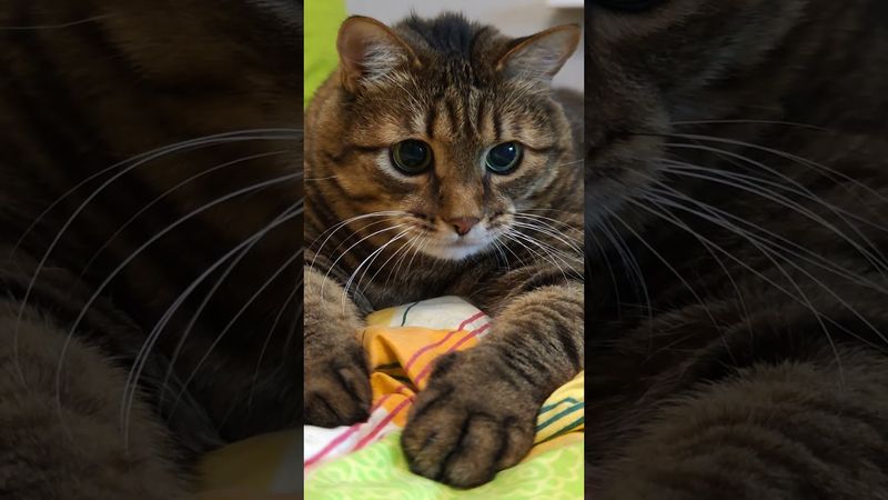 Не стой где попало 🙀🤔😉🤣 #cat #кот #юмор #котушка #приколы #цитаты