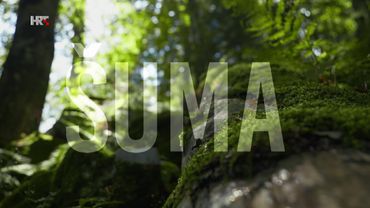 Šuma – pluća planeta