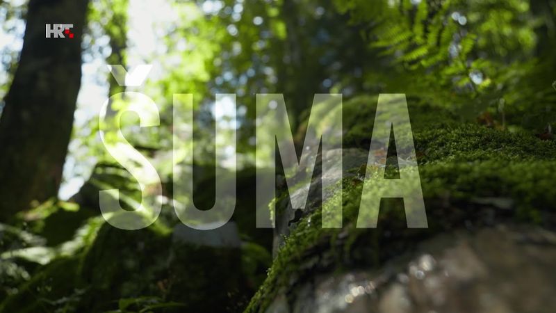 Šuma – pluća planeta