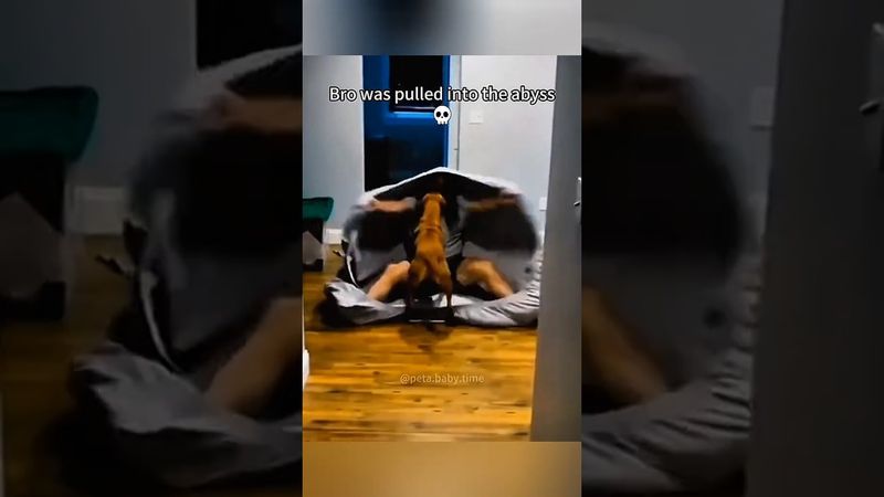 The end 😂 #pet #cat #dog #cute #animals #ytshorts