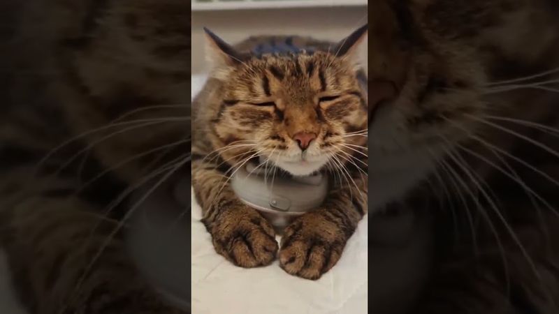 Улёт 🛩️😻🤩🤣 #cat #кот #юмор #dance #music #котушка #приколы