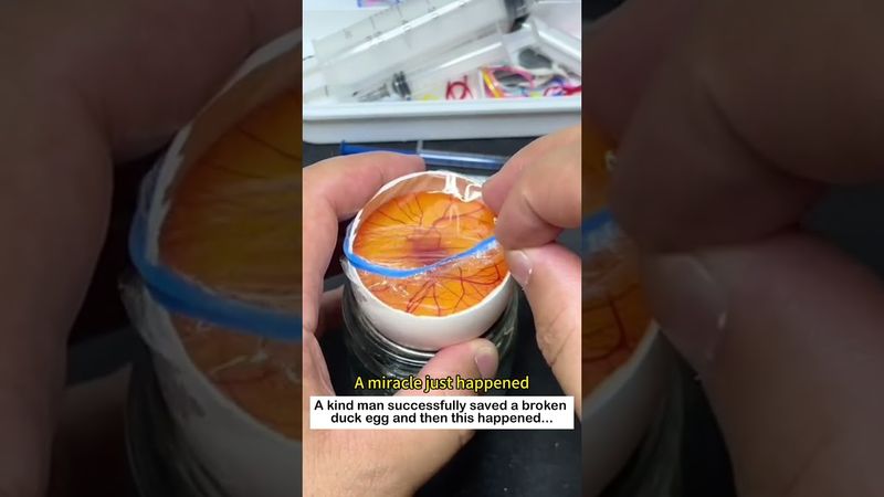 Save a duck egg  #lovestory #animals #cute #rescue #pets #love#duck #egg #animalfriendshipgoals