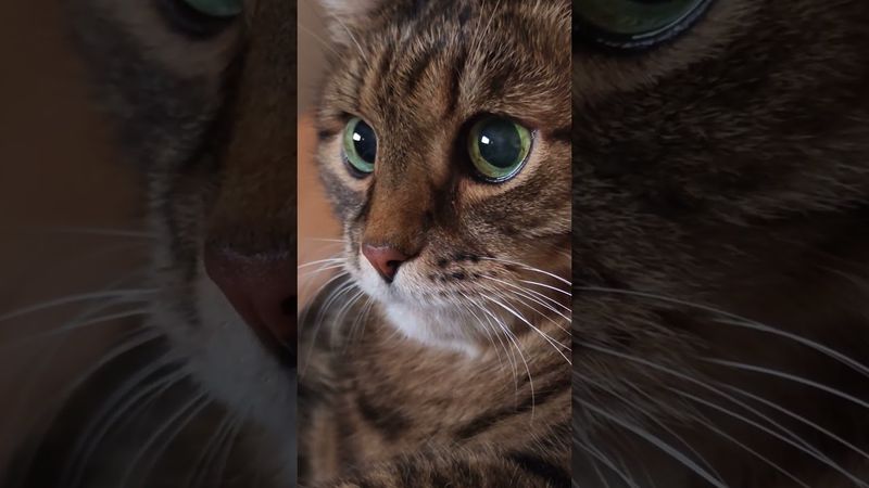 Нет фантазии? 🙀🤔😉🤣 #cat #кот #юмор #котушка #приколы #цитаты