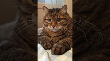 Затягивает 🙀😮😳🤣 #cat #кот #юмор #котушка #приколы #цитаты