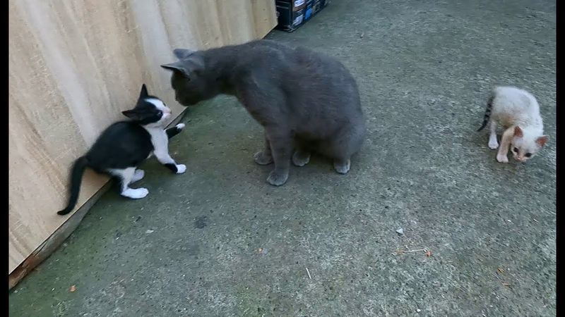 #Славянск. 28 июля 2025г. Вечер. Нам два месяца!!!