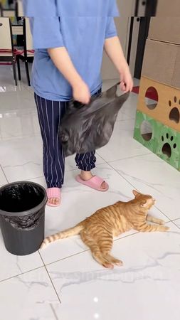 Cat are a great help #funny #happy #interesting #funnyvideo #animal #...