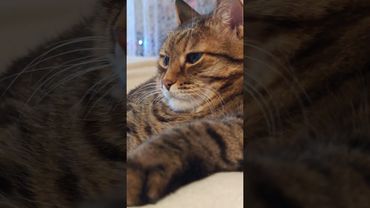 Про пиво 🍺😉😺🤣 #cat #кот #юмор #котушка #приколы #цитаты #смех