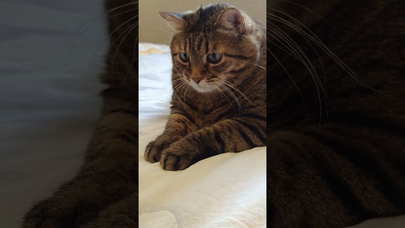 Бледные мужики 🙀🤔😉🤣 #cat #кот #юмор #котушка #приколы #цитаты #смех