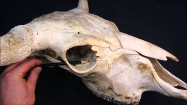 слёзная кость домашних животных