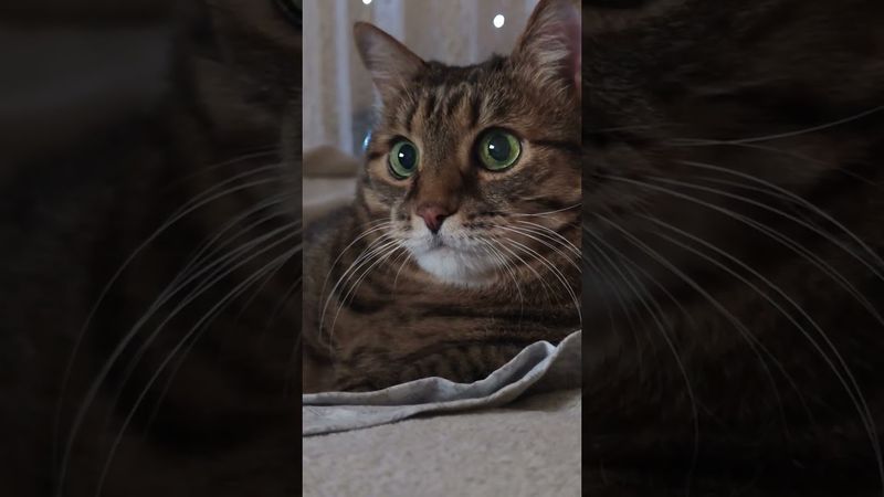 Не важно 🙀🤔🙄🤣 #cat #кот #юмор #котушка #приколы #цитаты