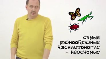Мусорное биомоделирование. Членистоногие. Часть 3.