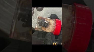 1,500 tarantulas found hidden in cake boxes at German airport