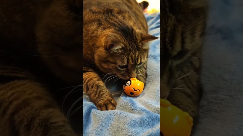 It's My Life ❤️😻🤩🤣 #cat #кот #юмор #прикольныекоты #remix #love #dance #котушка