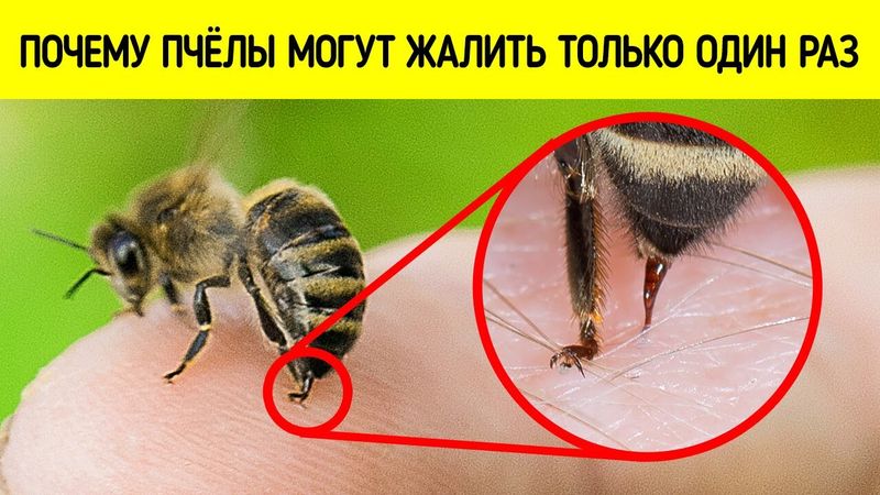 Почему пчёлы жертвуют собой? И ещё 10 невероятных фактов о природе
