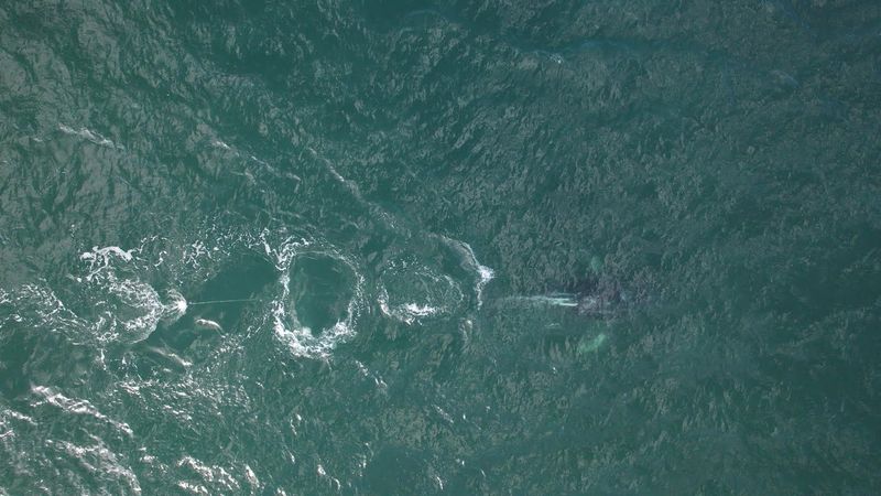 Humpback whale tangled in rope sparks rescue mission off Australian coast | AFP