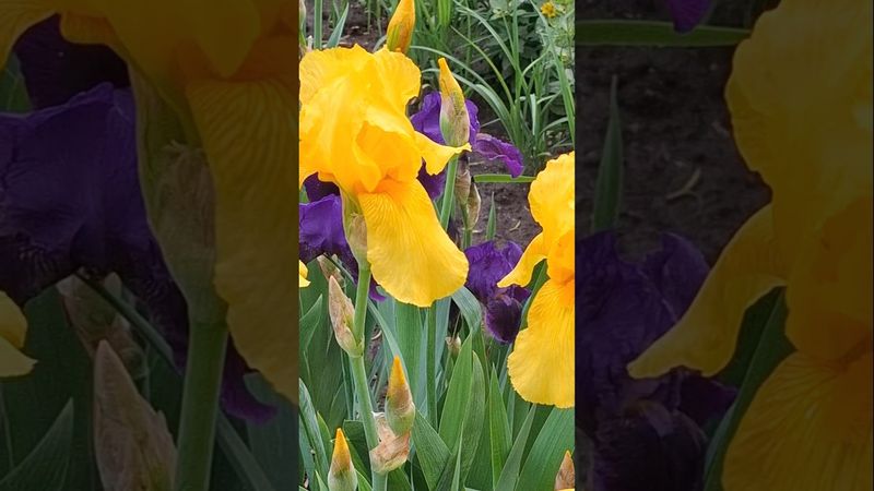 В Харькове зацвели ирисы. 22.05.2025