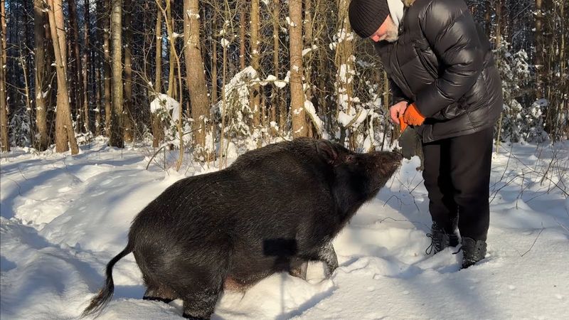 Дружба с диким кабаном.