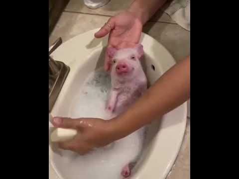 Свинка откисает в ванной, распространите #shorts