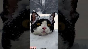 Смешные коты. #домашниеживотные #коты #cat#funny #funnycatcompilation #mycrazicat#funnycats #animals