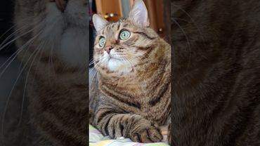 Рыдают миллионы 🙀🫨😉🤣 #cat #кот #юмор #котушка #приколы #цитаты