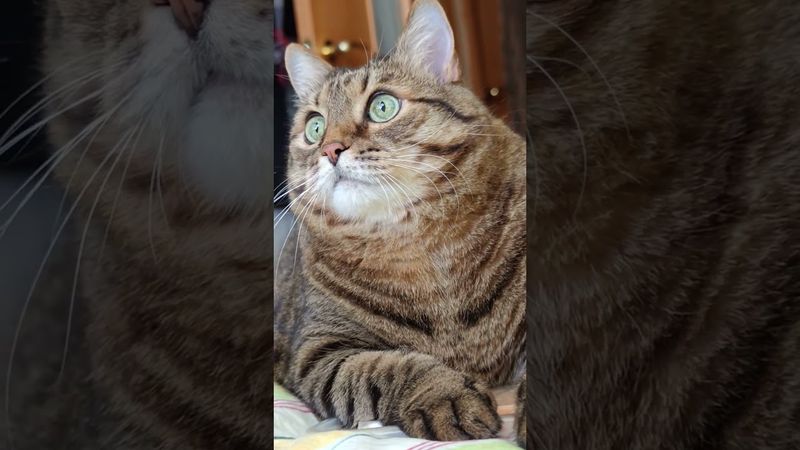 Рыдают миллионы 🙀🫨😉🤣 #cat #кот #юмор #котушка #приколы #цитаты