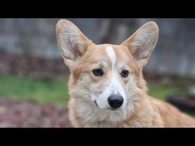 ДТ - 782. Курс "Счастливый щенок". Первые уроки