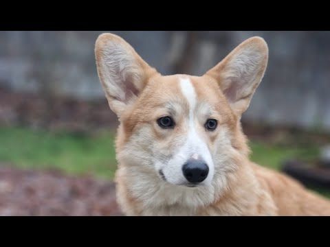 ДТ - 782. Курс "Счастливый щенок". Первые уроки