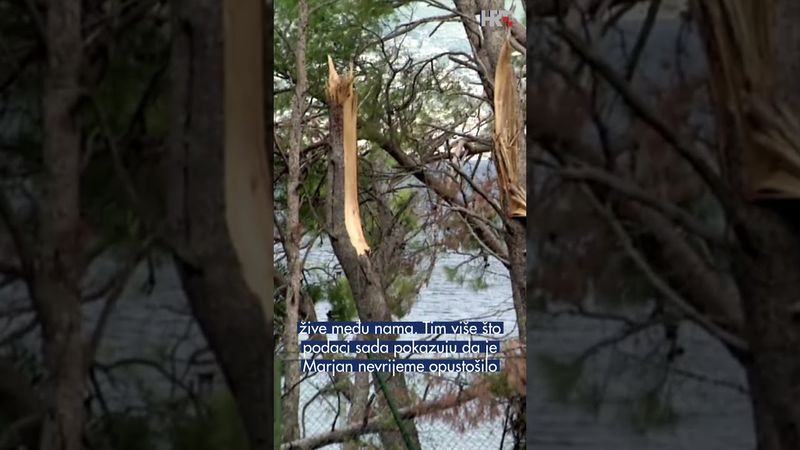 Drveće na udaru bolesnika