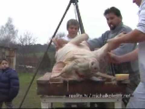 Hog-Killing Time (November 2006)