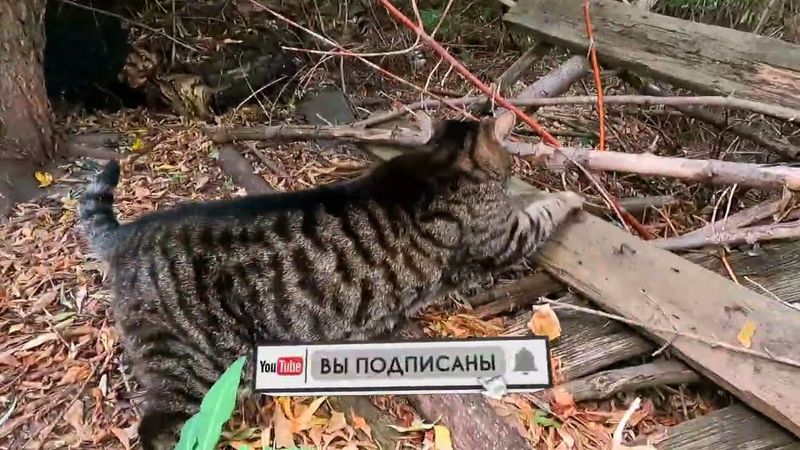 #Славянск. 29 сентября 2025г. Вечер.