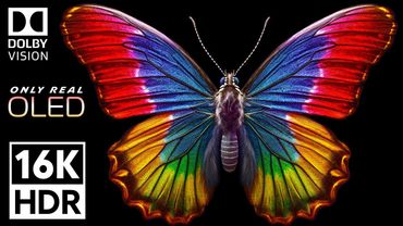 Only Real OLED | 16K VIDEO ULTRA HD - Dolby Vision 16K HDR