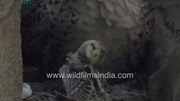 Ring-necked Pheasant chicks duck into the belly feathers of their mother for warmth and protection