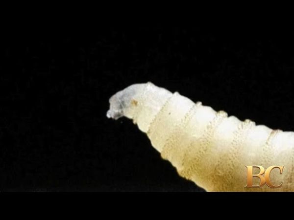 First human case of flesh-eating screwworm parasite detected in the U.S.