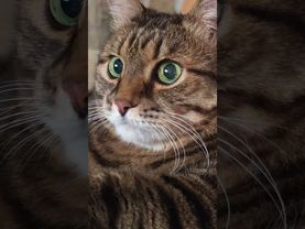 Правила одни 🙀😉🤔🤣 #cat #кот #юмор #котушка #приколы #смех #мем #цитаты