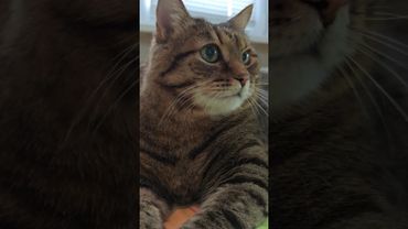 Микроволновка 🙀😁😉🤣 #cat #кот #юмор #котушка #цитаты #пародия #переозвучка #приколы