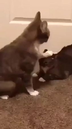 Как думаете, зачем эта церемония?😅 Самый смешной комментарий прикрепл...