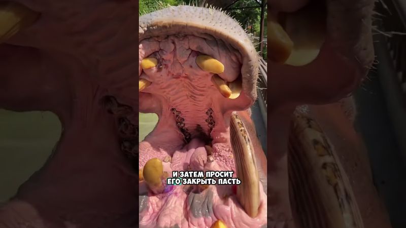Трюк от бегемота 😮