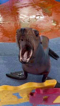 Sea lion core.🥰🤣#funny #sealion #fyp #tiktok #usa🇺🇸 