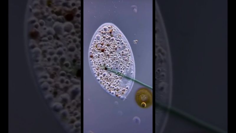 Жизнь одной клетки: Инфузория