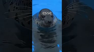 seals:3 #seals #seal @real5v5 #capcut