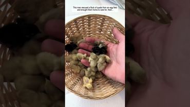 This man rescued a flock of quails from an egg field and brought them home to care for, then...