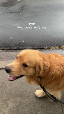 The goofiest golden goober I've ever met  #goldenretriever #dogsoftik...