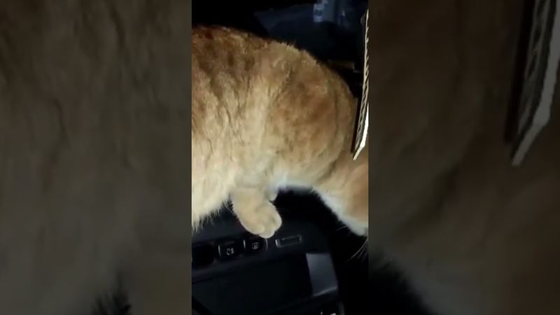 кот Банифаций #веселыекоты #видосыоткота