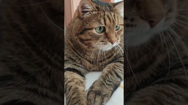 Списки доноров 🫎🦟🙀🤣 #cat #кот #юмор #котушка #приколы #юмордлявзрослых #популярное #позитив #топ