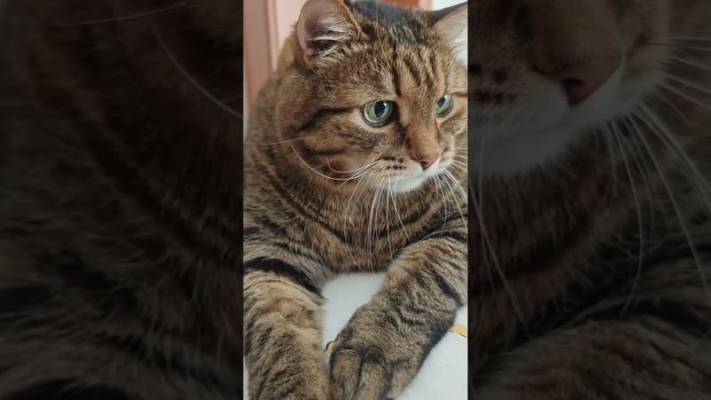 Списки доноров 🫎🦟🙀🤣 #cat #кот #юмор #котушка #приколы #юмордлявзрослых #популярное #позитив #топ