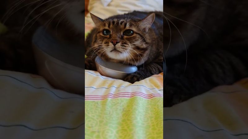 Идеальный подарок 🙀😻🤩🤣 #cat #кот #юмор #котушка #приколы #цитаты